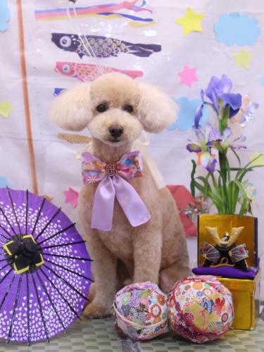 20240529モコくん